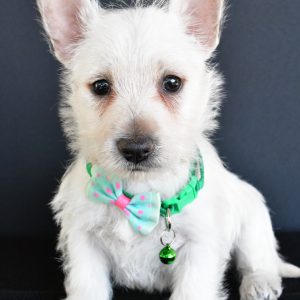 Mr Gabe The West Highland White Terrier