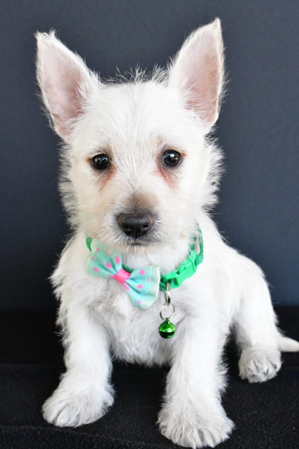 Mr Gabe The West Highland White Terrier