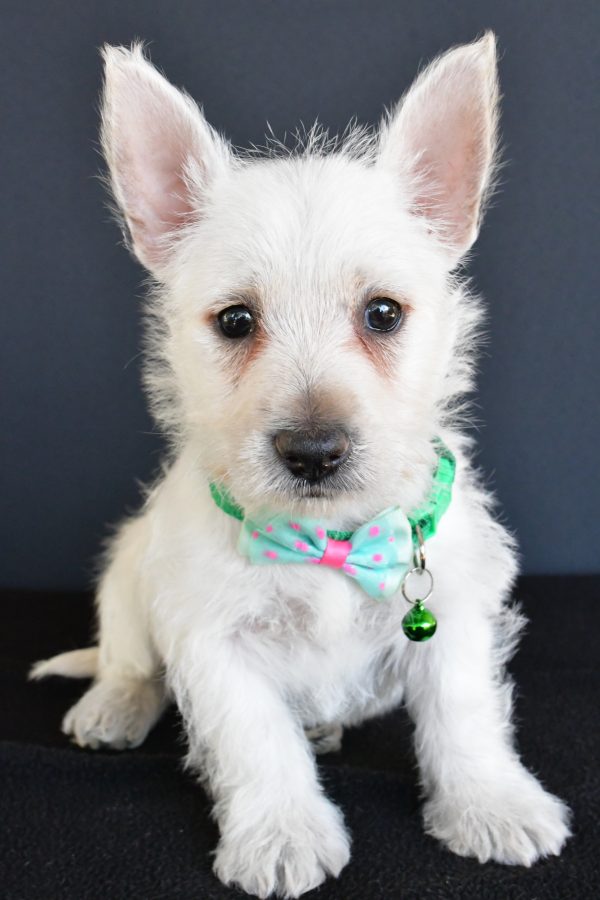 Mr Gabe The West Highland White Terrier - Image 2