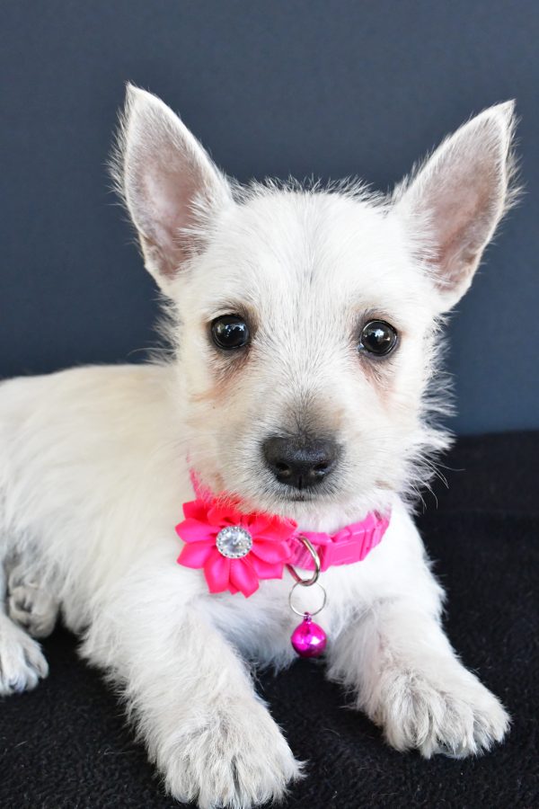 Miss Gypsy The West Highland White Terrier - Image 3