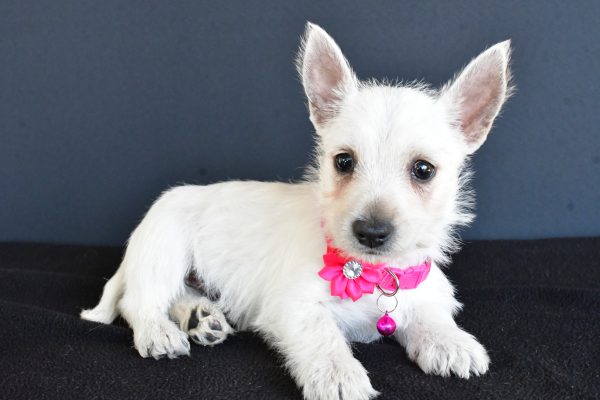 Miss Gypsy The West Highland White Terrier - Image 7