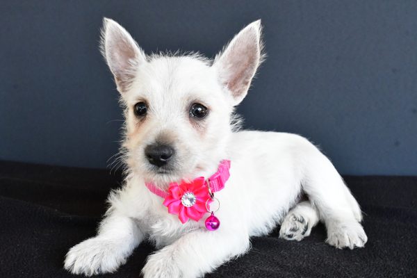 Miss Gypsy The West Highland White Terrier - Image 6