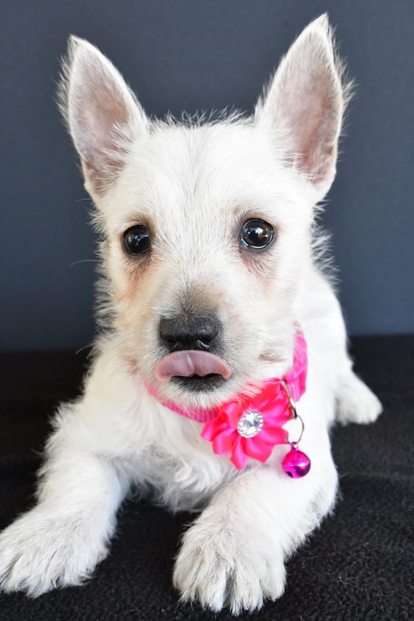 Miss Gypsy The West Highland White Terrier - Image 4