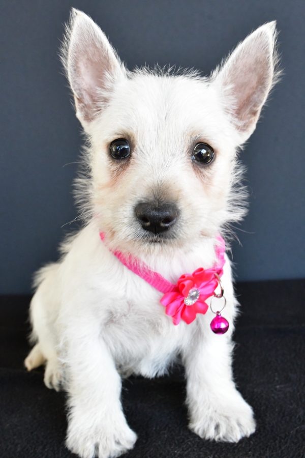 Miss Gypsy The West Highland White Terrier