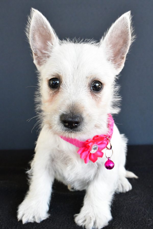Miss Gypsy The West Highland White Terrier - Image 2