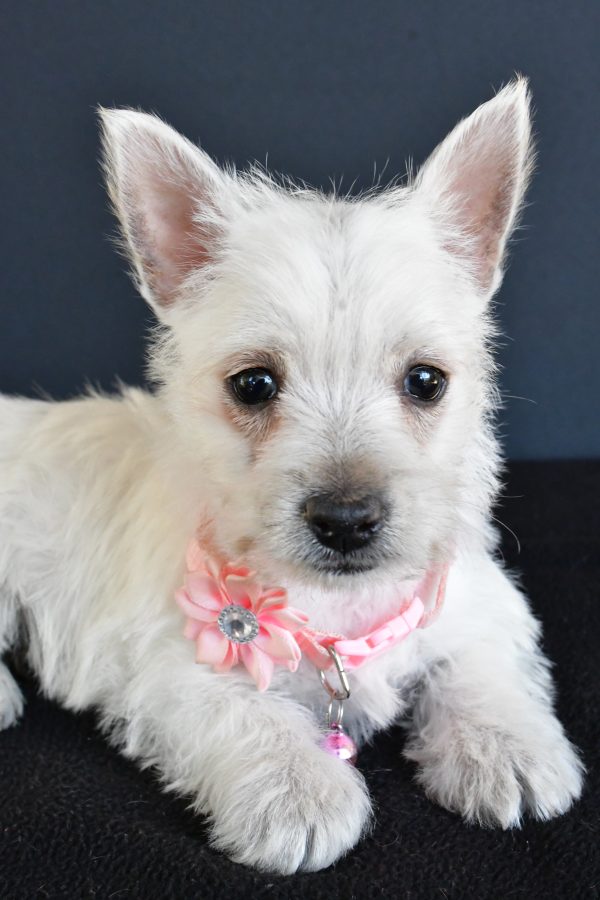 Miss Gracelyn The West Highland White Terrier - Image 4