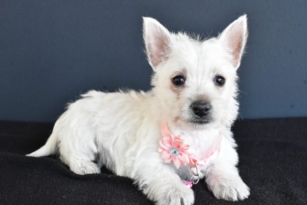 Miss Gracelyn The West Highland White Terrier - Image 8