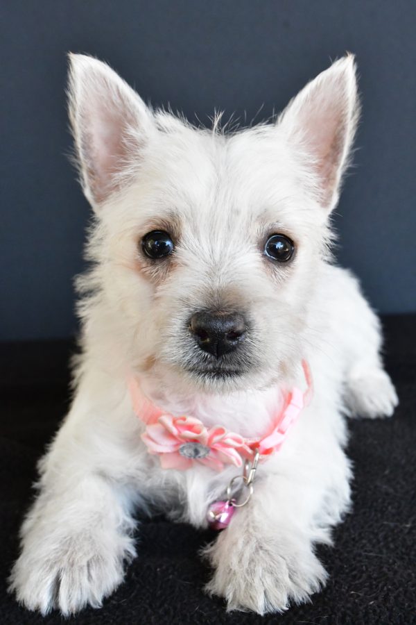 Miss Gracelyn The West Highland White Terrier - Image 5