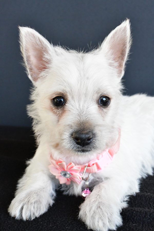 Miss Gracelyn The West Highland White Terrier - Image 6