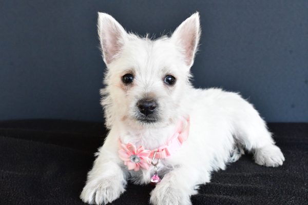 Miss Gracelyn The West Highland White Terrier - Image 7