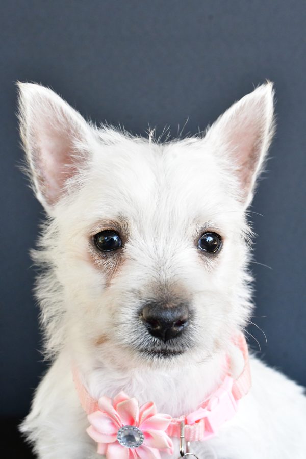 Miss Gracelyn The West Highland White Terrier - Image 2
