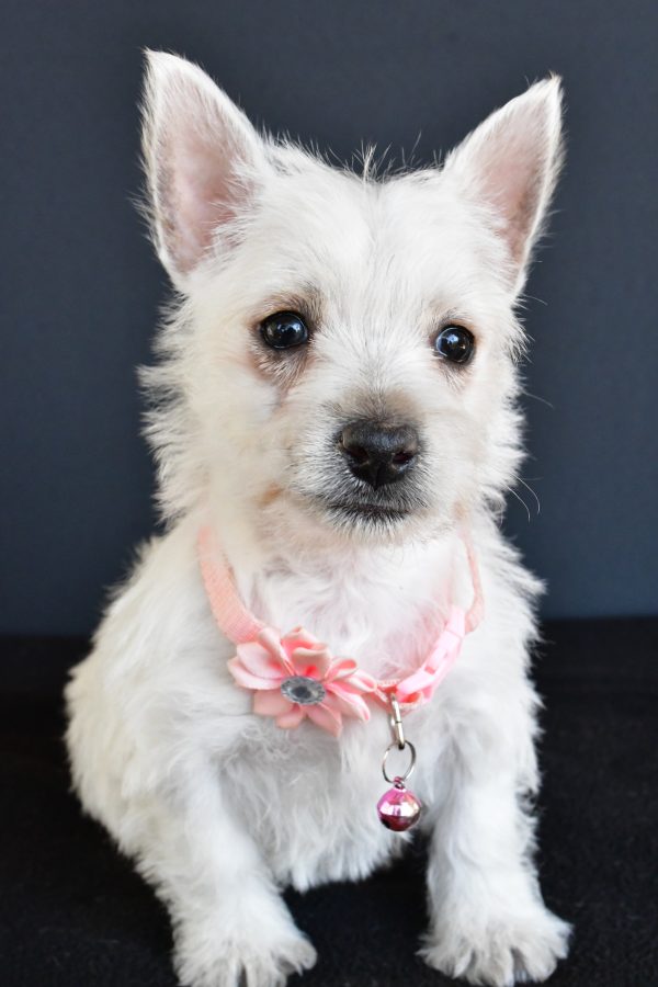 Miss Gracelyn The West Highland White Terrier