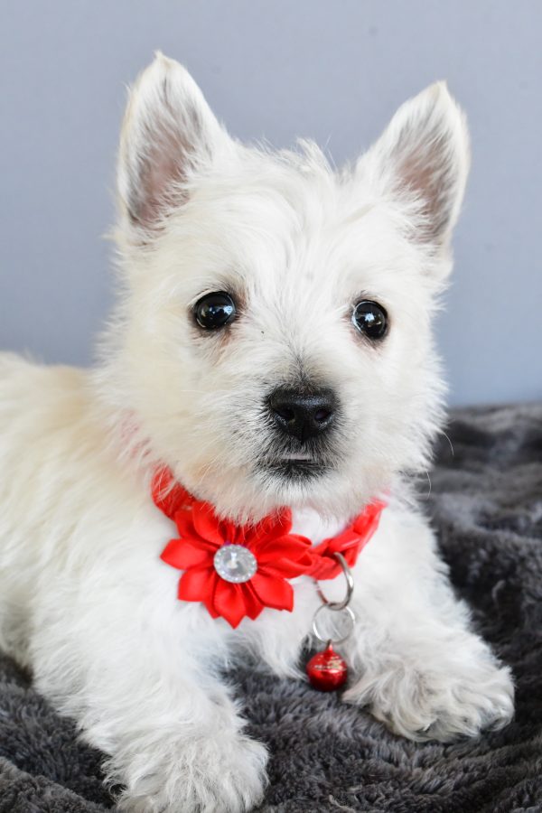 Miss Hope The West Highland White Terrier - Image 6