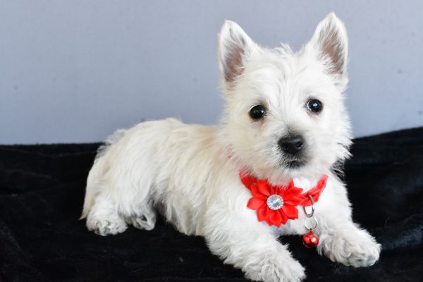 Miss Hope The West Highland White Terrier - Image 8