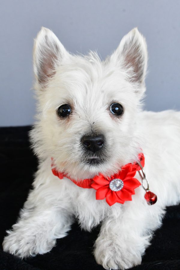 Miss Hope The West Highland White Terrier - Image 4