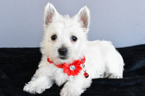 Miss Hope The West Highland White Terrier - Image 7