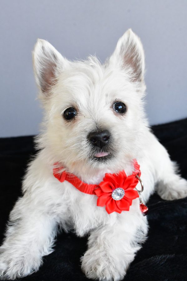 Miss Hope The West Highland White Terrier - Image 5