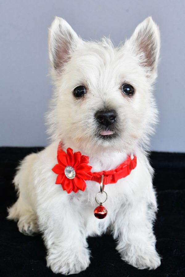 Miss Hope The West Highland White Terrier - Image 2