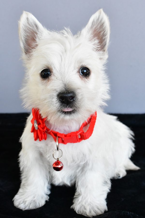 Miss Hope The West Highland White Terrier