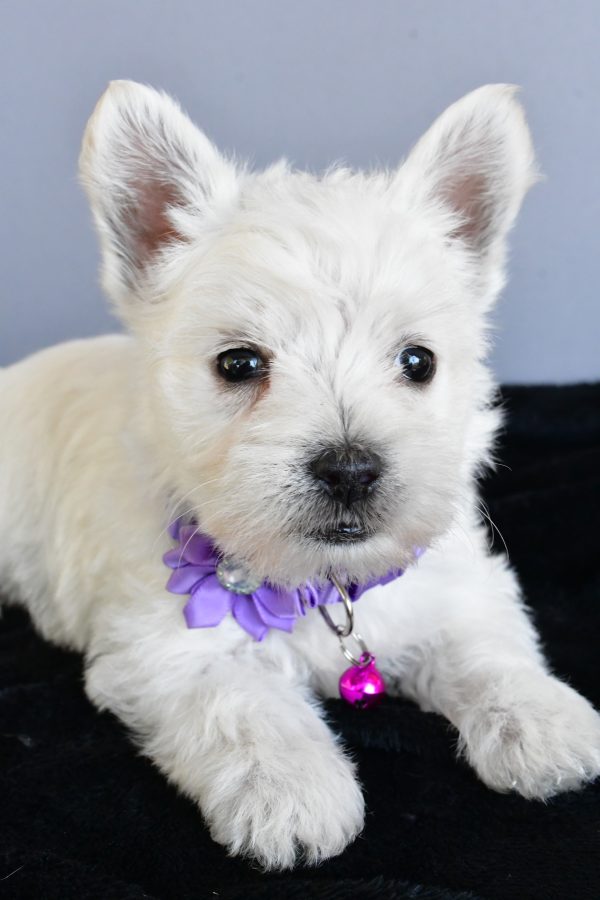 Miss Hillary The West Highland White Terrier - Image 5