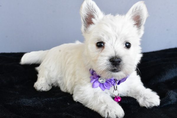 Miss Hillary The West Highland White Terrier - Image 7