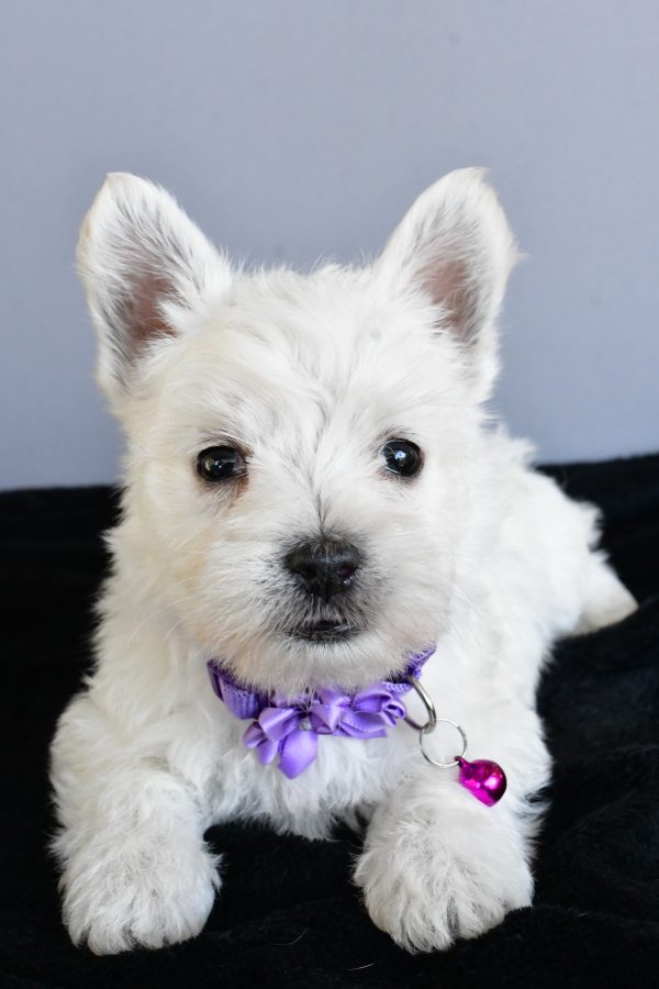 Miss Hillary The West Highland White Terrier - Image 6