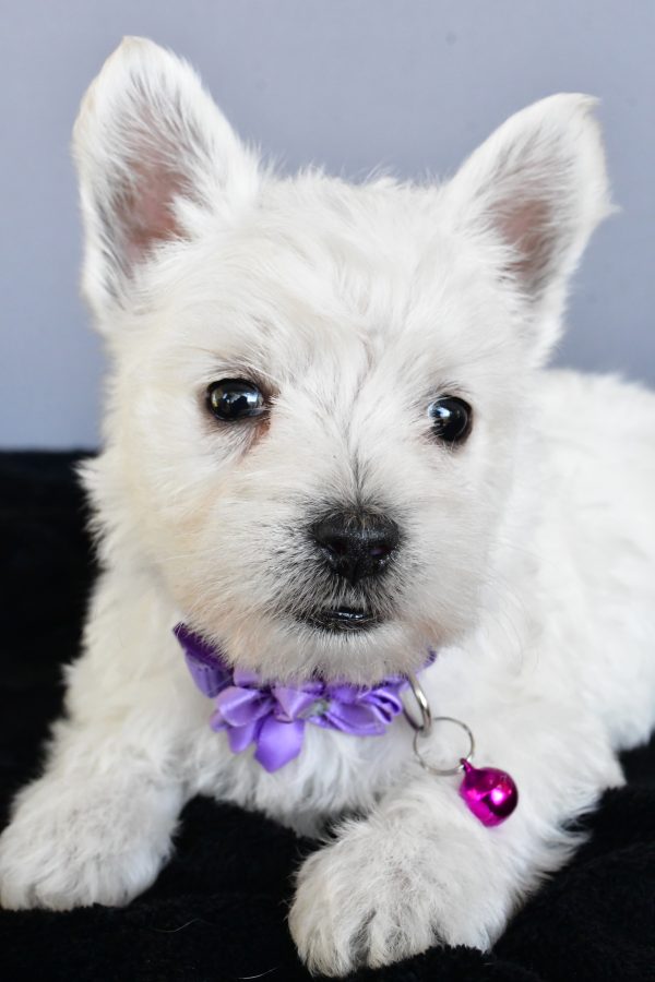 Miss Hillary The West Highland White Terrier - Image 4