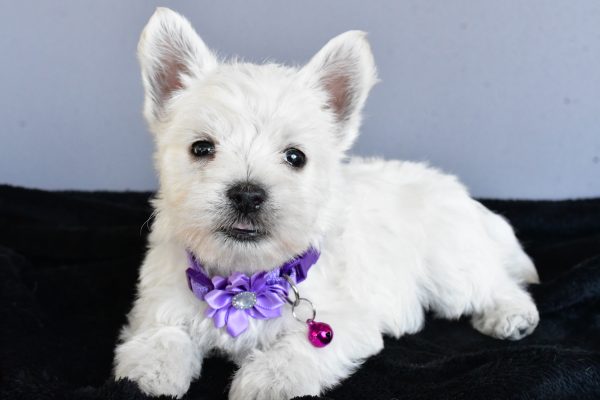Miss Hillary The West Highland White Terrier - Image 8