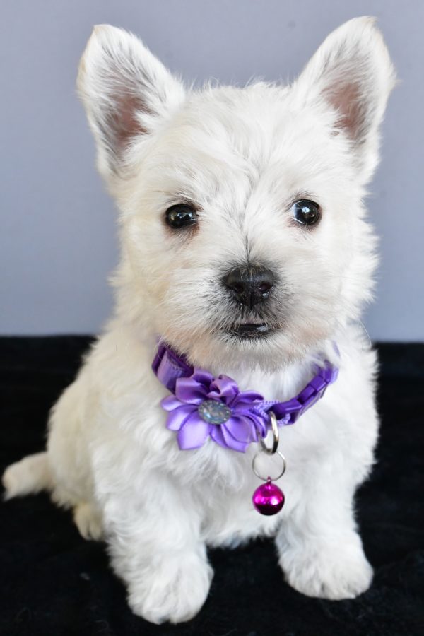 Miss Hillary The West Highland White Terrier - Image 2