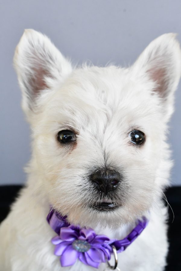 Miss Hillary The West Highland White Terrier - Image 3