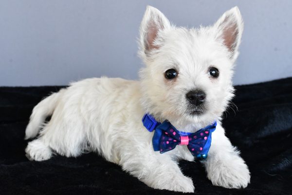 Mr Hudson The West Highland White Terrier - Image 7