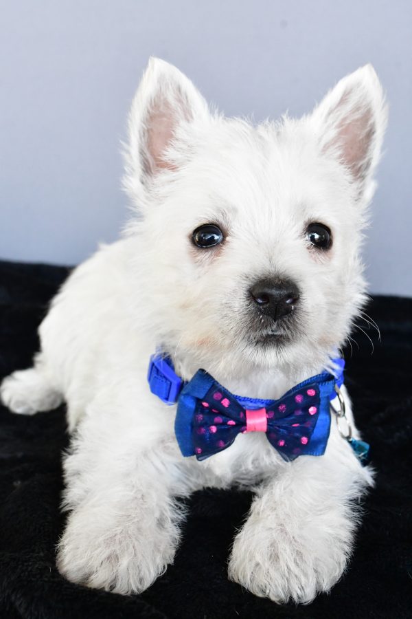 Mr Hudson The West Highland White Terrier - Image 6