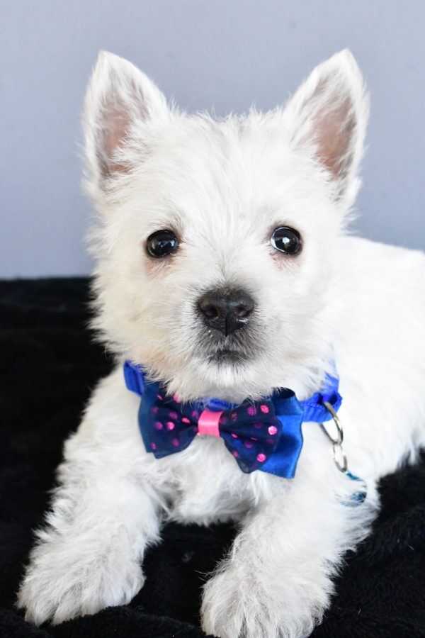 Mr Hudson The West Highland White Terrier - Image 5