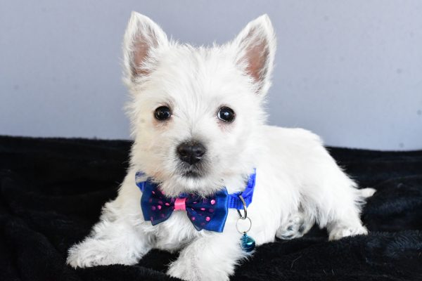 Mr Hudson The West Highland White Terrier - Image 8