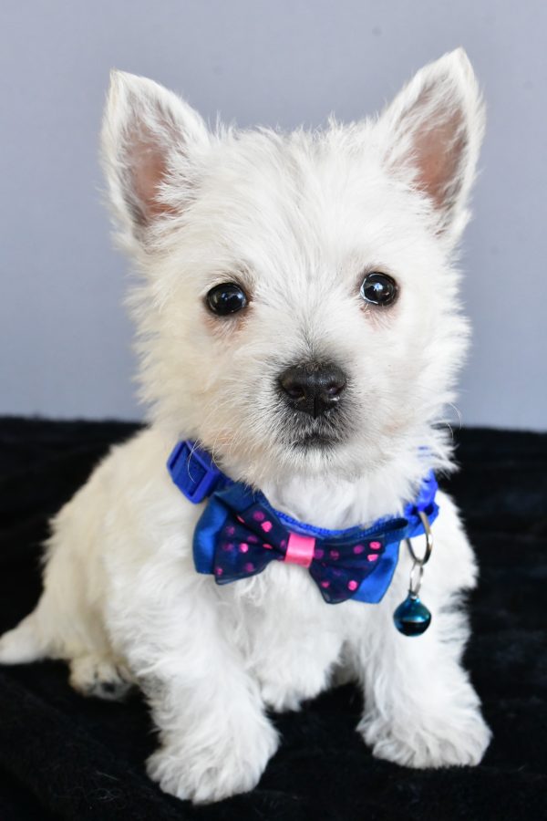 Mr Hudson The West Highland White Terrier - Image 2