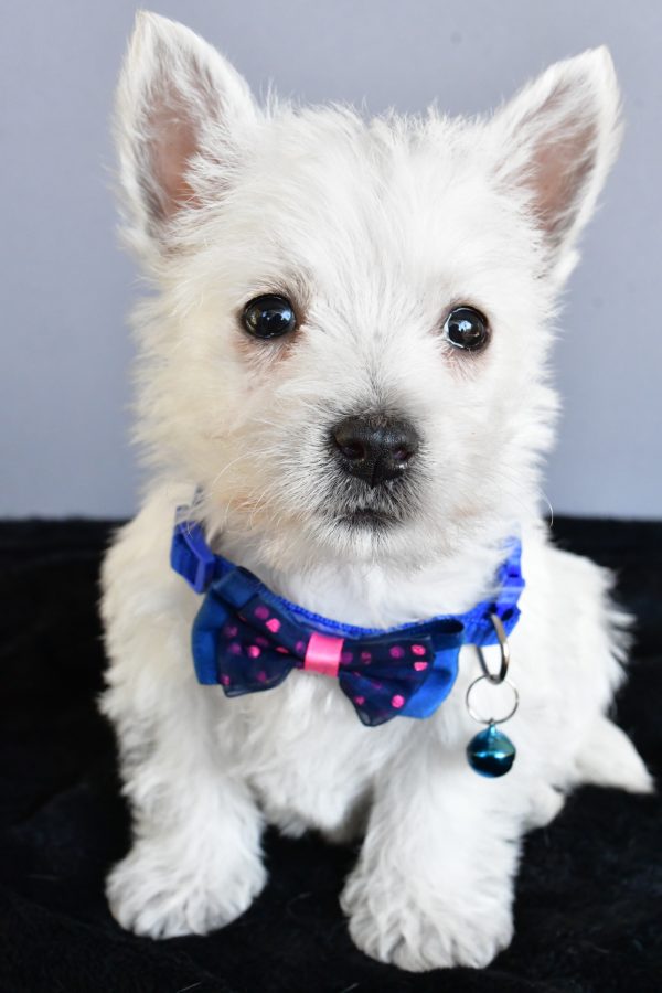 Mr Hudson The West Highland White Terrier - Image 3