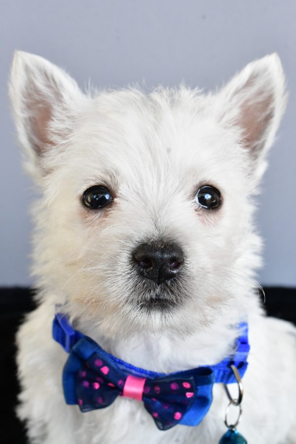 Mr Hudson The West Highland White Terrier - Image 4