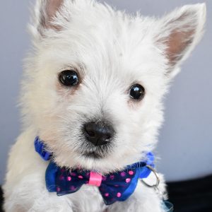 Mr Hudson The West Highland White Terrier