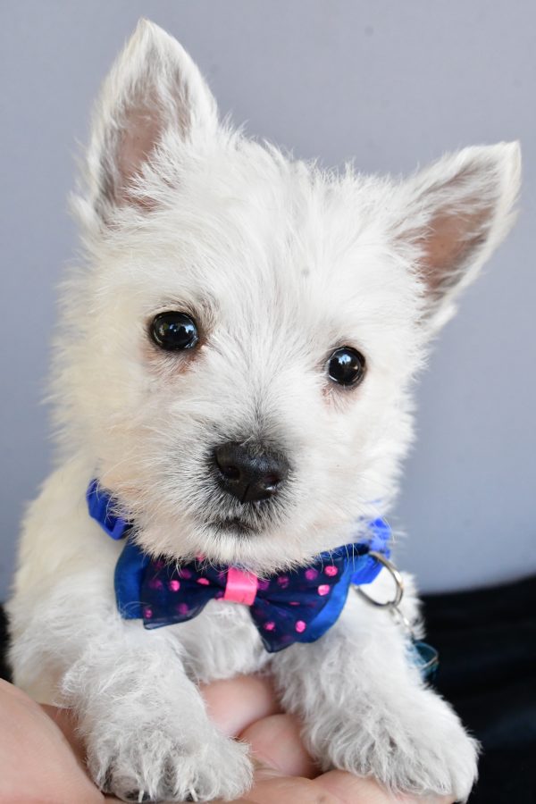 Mr Hudson The West Highland White Terrier