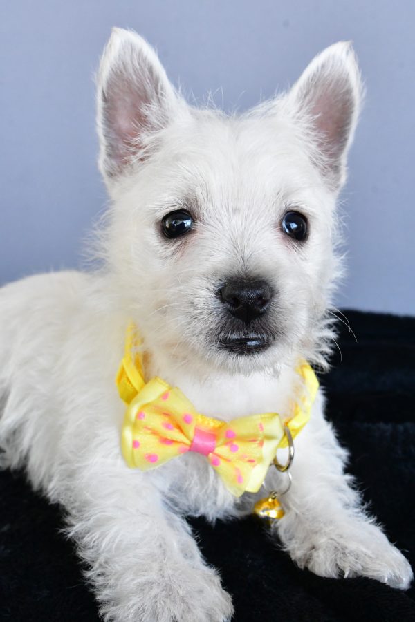 Mr Harlan The West Highland White Terrier - Image 5