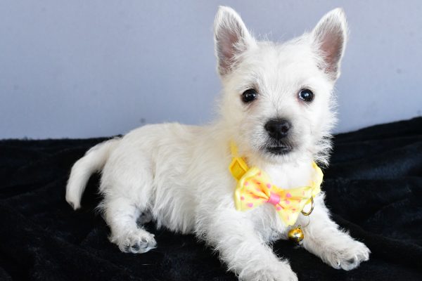 Mr Harlan The West Highland White Terrier - Image 9