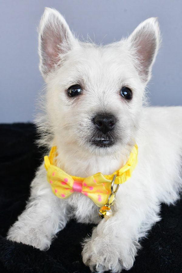 Mr Harlan The West Highland White Terrier - Image 7