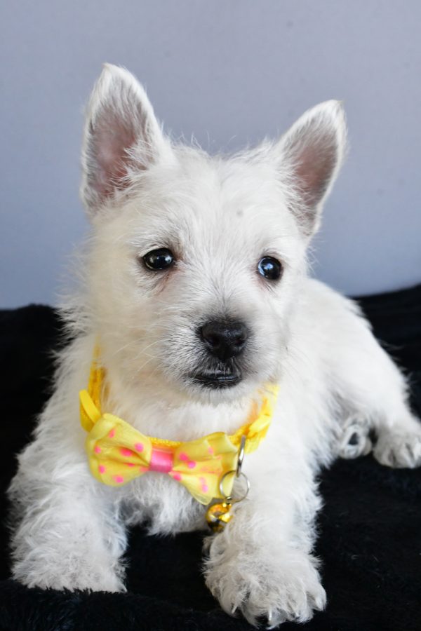 Mr Harlan The West Highland White Terrier - Image 6