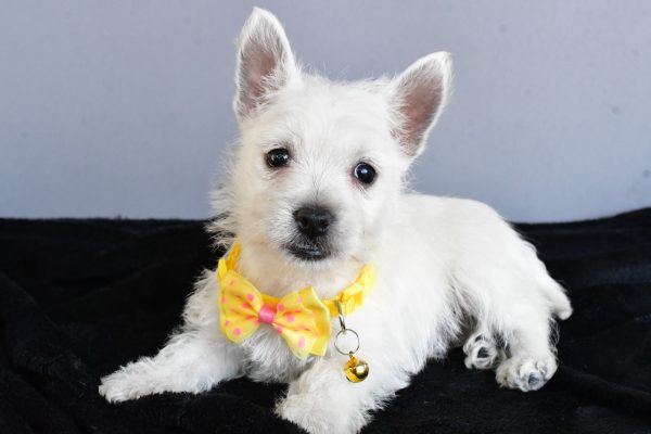 Mr Harlan The West Highland White Terrier - Image 8