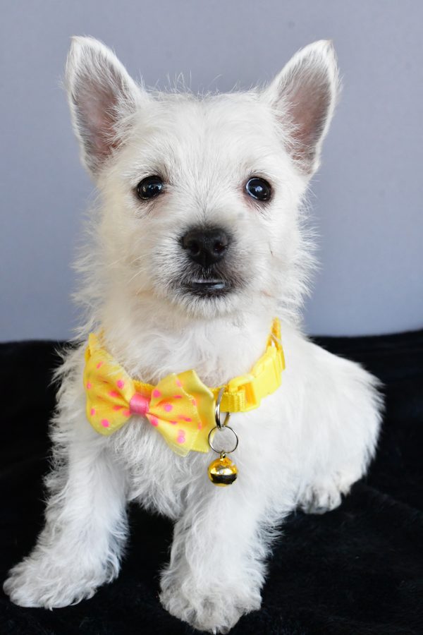 Mr Harlan The West Highland White Terrier - Image 4