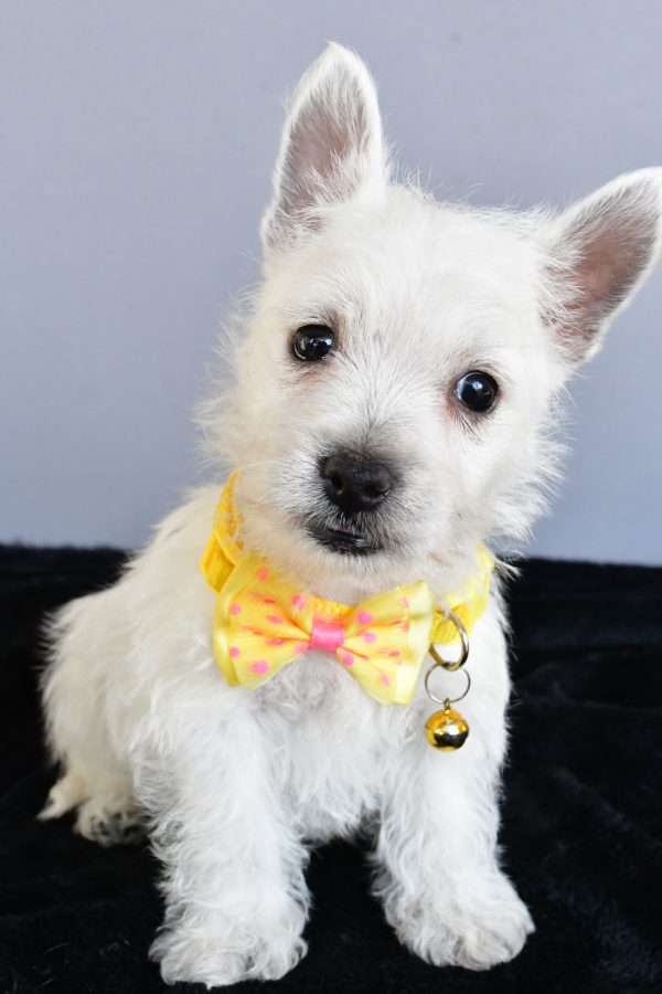 Mr Harlan The West Highland White Terrier - Image 2