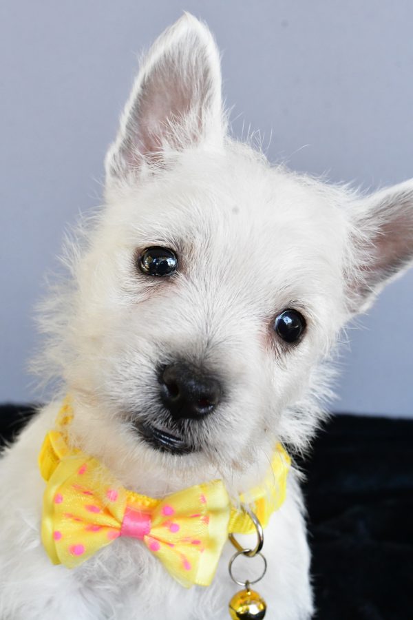 Mr Harlan The West Highland White Terrier - Image 3