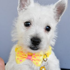 Mr Harlan The West Highland White Terrier
