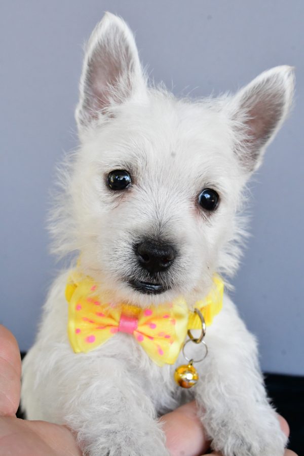Mr Harlan The West Highland White Terrier