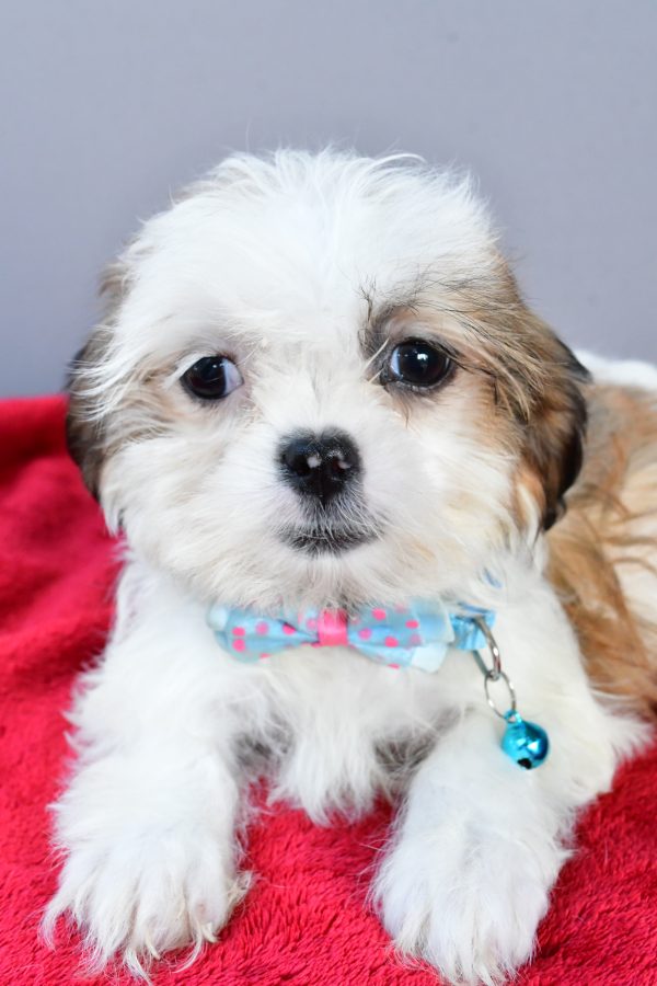 Mr Spot The Shihtzu - Image 5